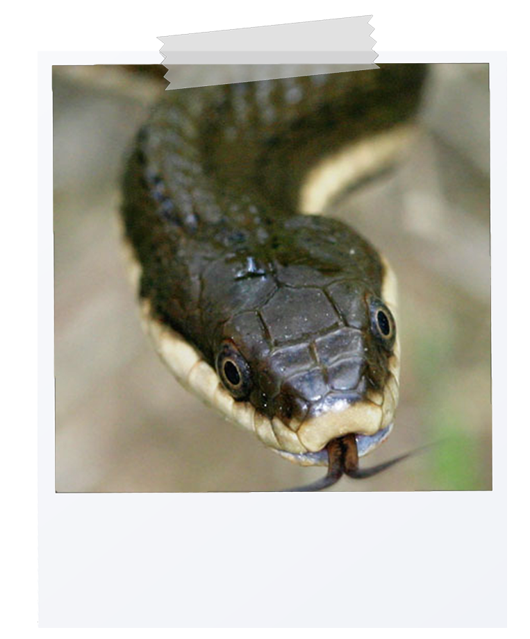 picture of a queen snake